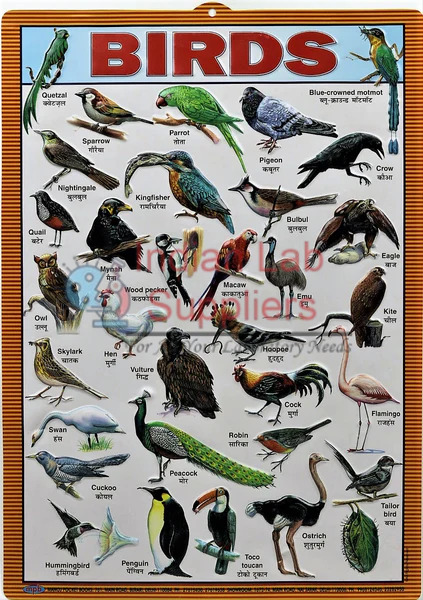 Bird Chart